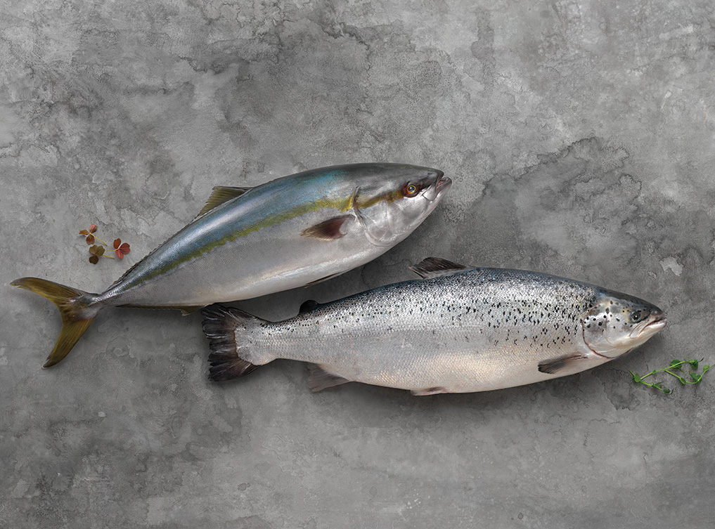 rotation_salmon_Hamachi